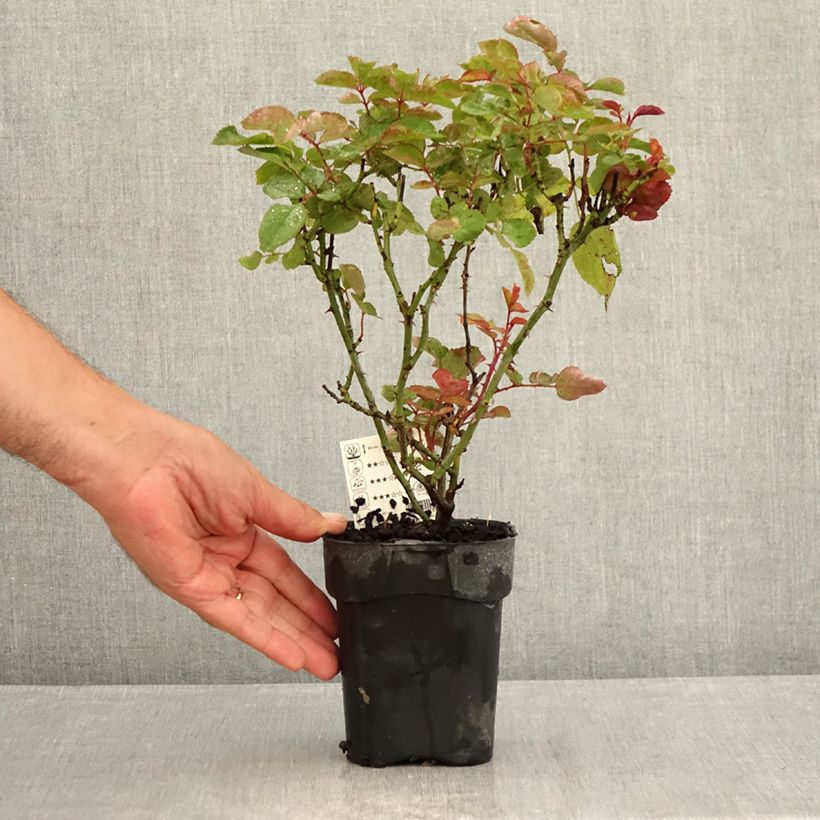 Esimerkki kesällä toimitetusta Suurikukkainen jaloruusu Grande Amore 10 cm/11 cm ruukku-taimesta
