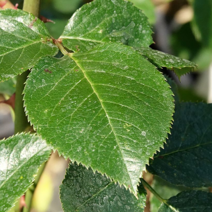 Suurikukkainen jaloruusu Jules Verne Adecohuit (Lehvistö)