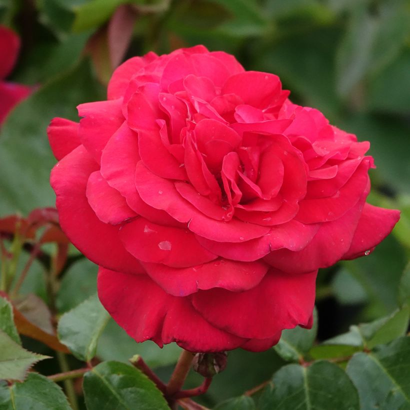 Suurikukkainen jaloruusu La rose Monsieur Delrouniparf (Kukinta)