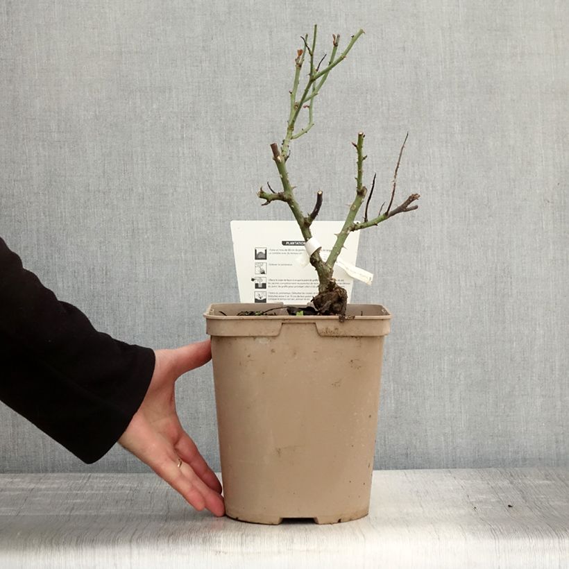 Esimerkki syksyllä toimitetusta Suurikukkainen jaloruusu Rose Synactif by Shiseido 4 litran/5 litran ruukku-taimesta