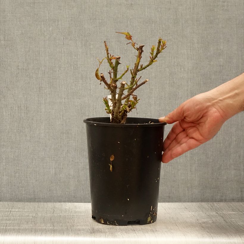Esimerkki keväällä toimitetusta Suurikukkainen jaloruusu Terra Botanica Pinewcat 4 litran/5 litran ruukku-taimesta