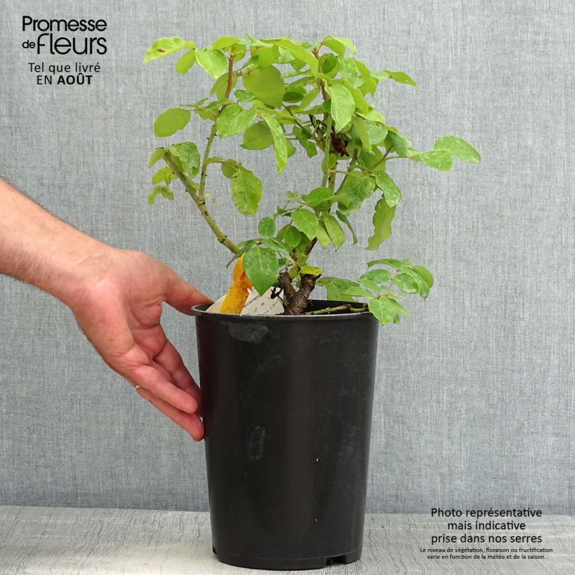 Esimerkki kesällä toimitetusta Suurikukkainen jaloruusu The McCartney Rose Meizeli 4 litran/5 litran ruukku-taimesta
