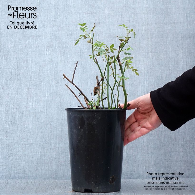 Esimerkki syksyllä toimitetusta Suurikukkainen jaloruusu Ville de Chine 4 litran/5 litran ruukku-taimesta