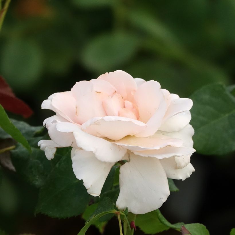 Suurikukkainen jaloruusu Fontenay-aux-Roses Oralivi (Kukinta)