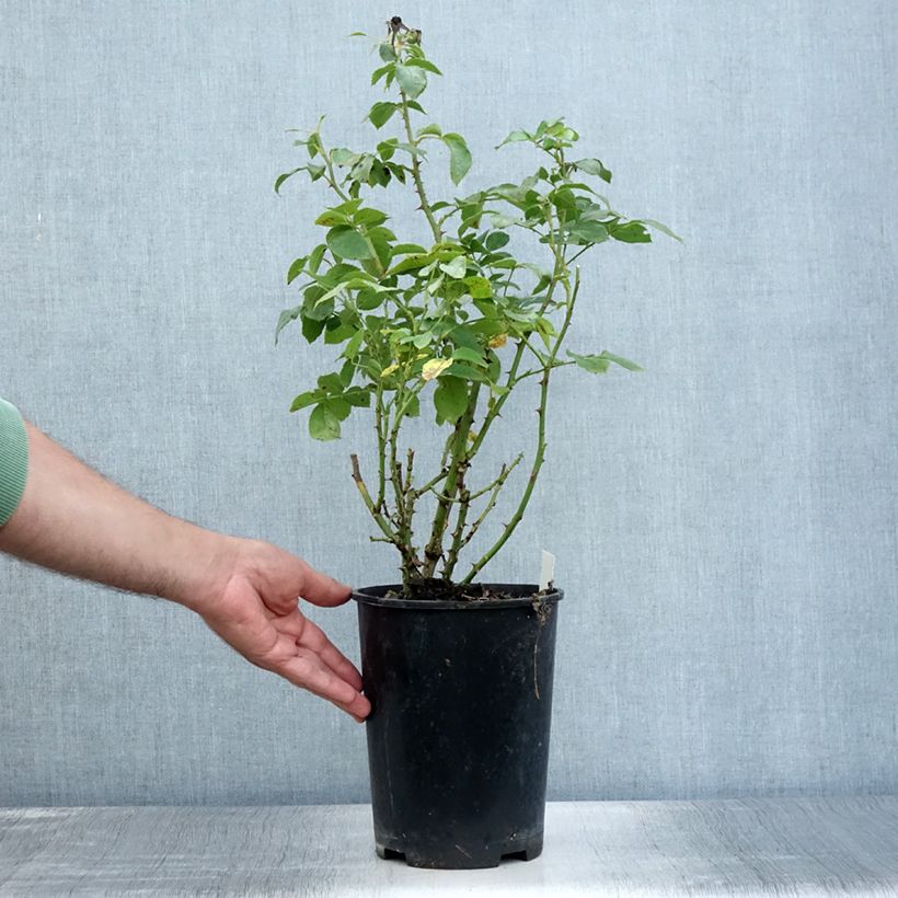 Esimerkki kesällä toimitetusta Puistoruusu Cremosa 2 litran/3 litran ruukku-taimesta