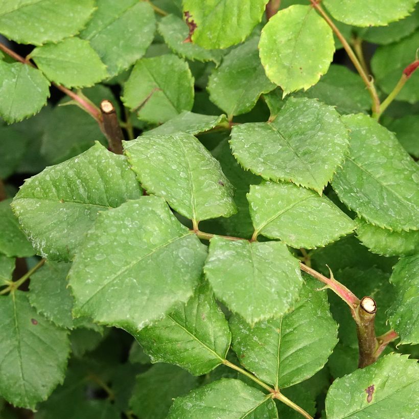 Puistoruusu Eveline Wild (Lehvistö)