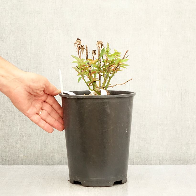 Esimerkki kesällä toimitetusta Syötäväterälehtinen ruusu Tiramisu Bio luomu 4 litran/5 litran ruukku-taimesta