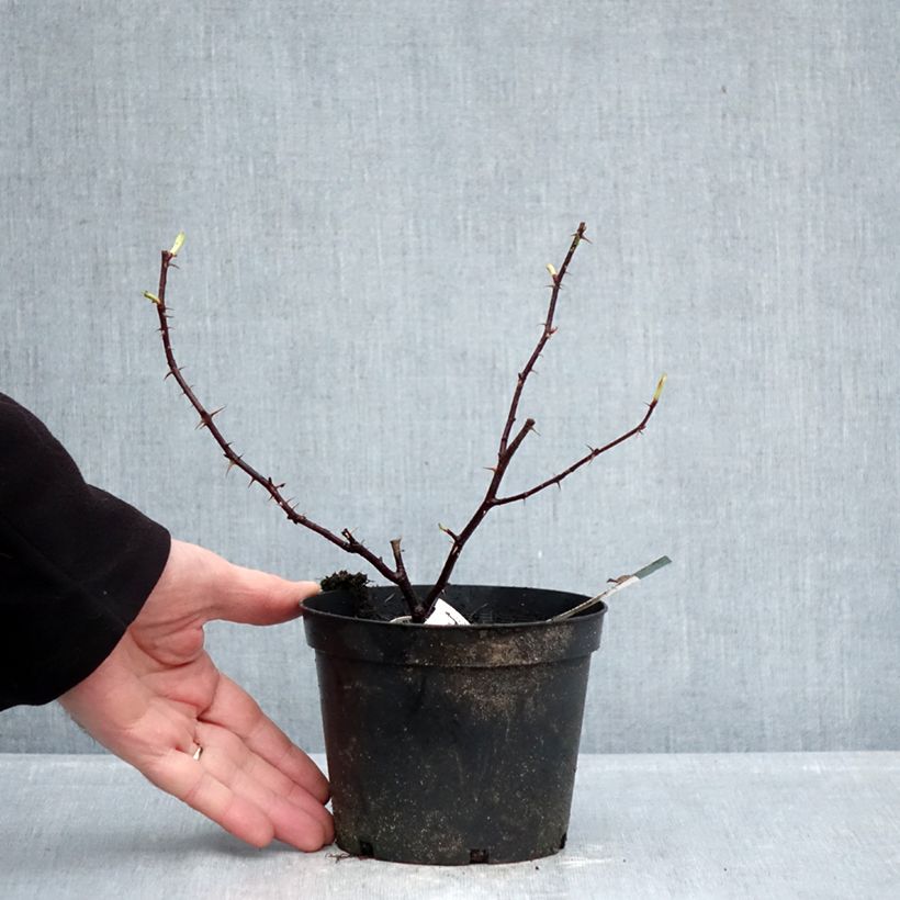 Esimerkki talvella toimitetusta Vanha ruusu Basye's Purple Rose 1,5 litran / 2 litran kannu-taimesta