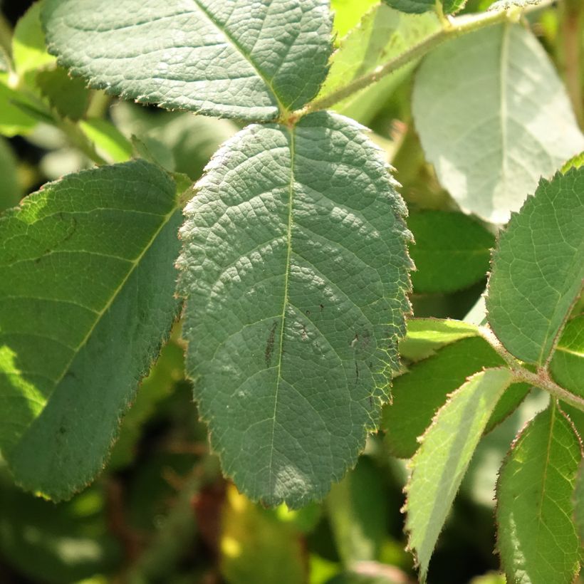 Vanha ruusu Muscosa (Foliage)