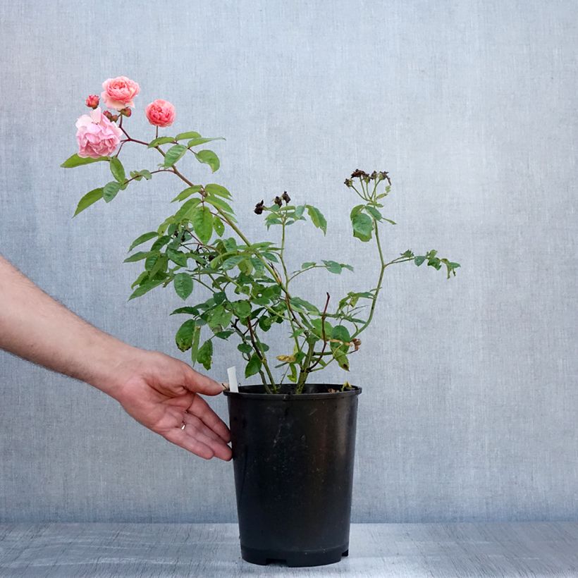 Esimerkki kesällä toimitetusta Vanha ruusu Cornélia Pot de 4L/5L-taimesta