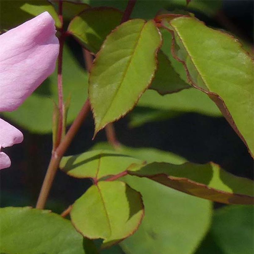 Vanha ruusu Dainty Bess (Lehvistö)