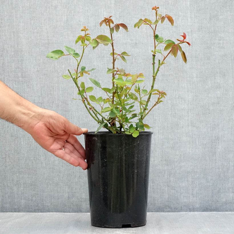 Esimerkki kesällä toimitetusta Vanha ruusu Dainty Bess Pot de 4L/5L-taimesta
