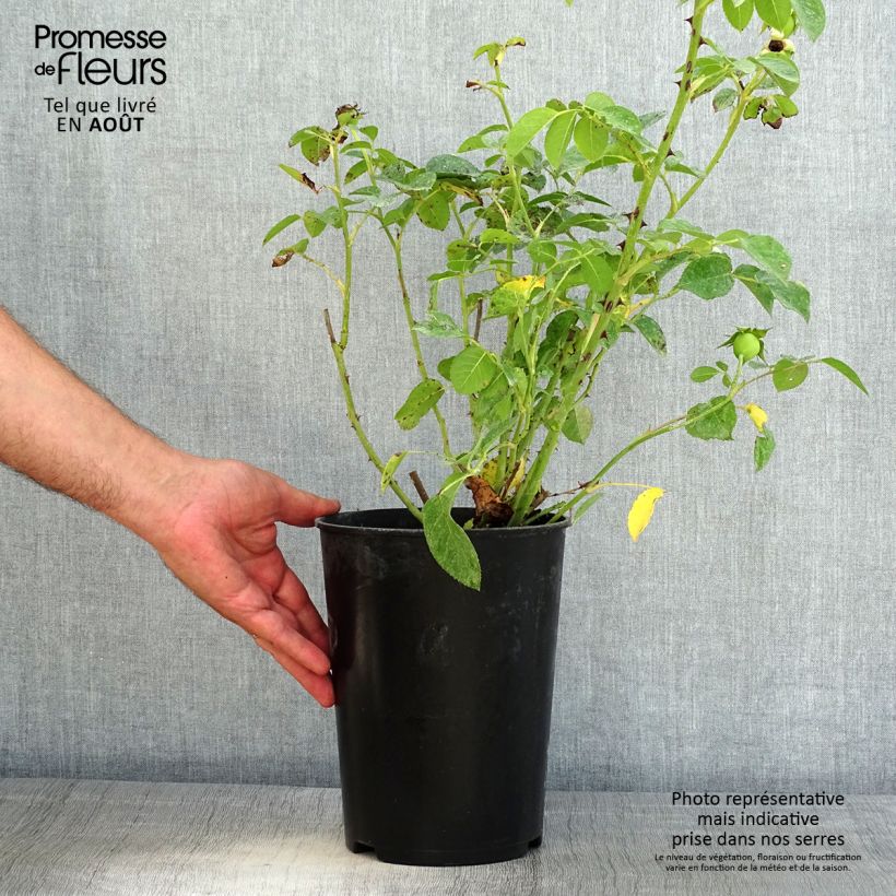 Esimerkki kesällä toimitetusta Suurikukkainen jaloruusu Fragrant Old Yellow Ruukku 4L / 5L-taimesta