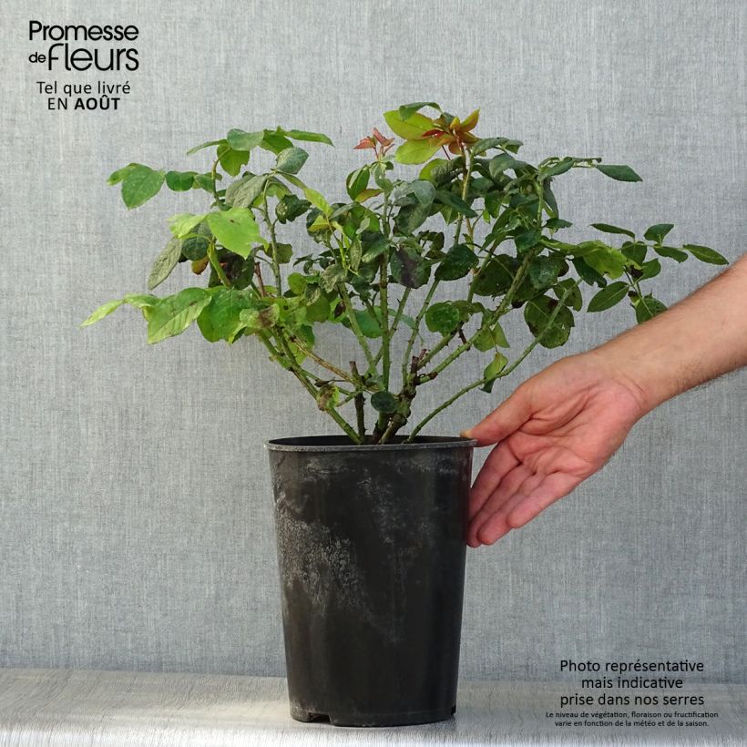 Esimerkki kesällä toimitetusta Englantilainen pensasruusu Fragrant Old Purple 4 litran/5 litran ruukku-taimesta