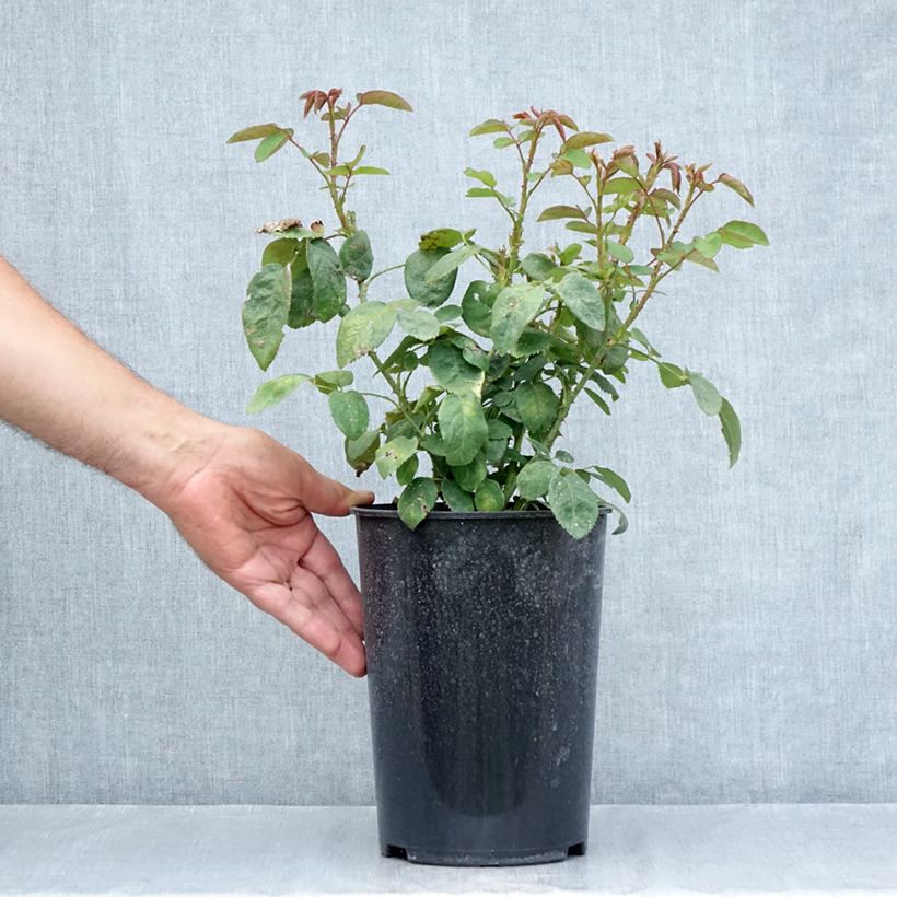 Esimerkki kesällä toimitetusta Vanha ruusu Fragrant Old White 4 litran/5 litran ruukku-taimesta