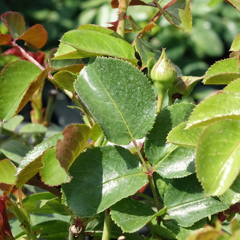 Vanha ruusu Fragrant Old White (Lehvistö)