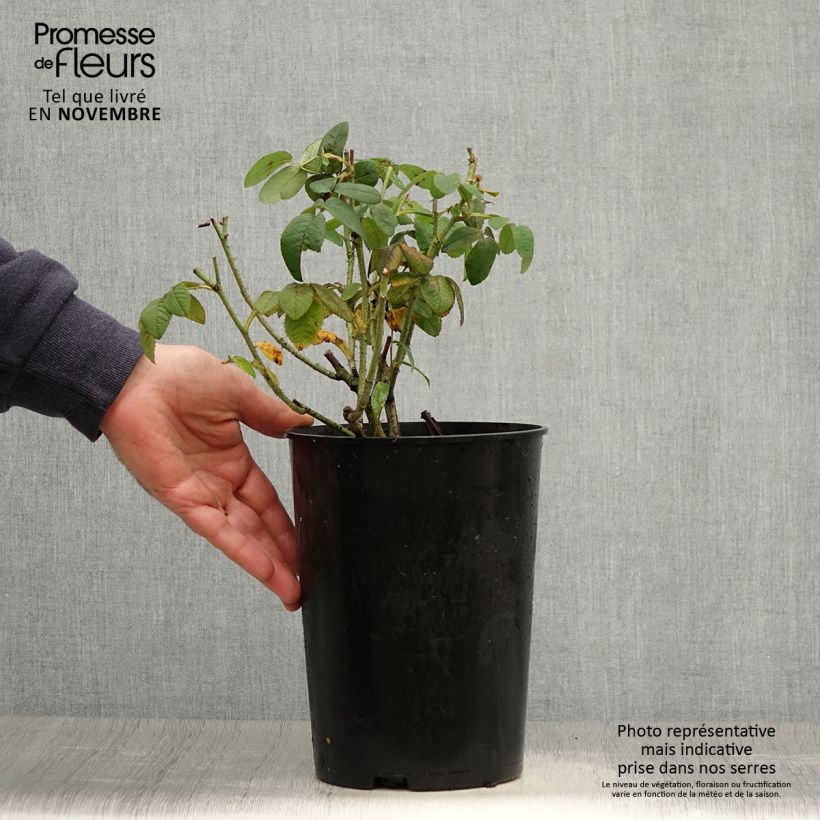Esimerkki syksyllä toimitetusta Gallianruusu Officinalis 4 litran/5 litran ruukku-taimesta