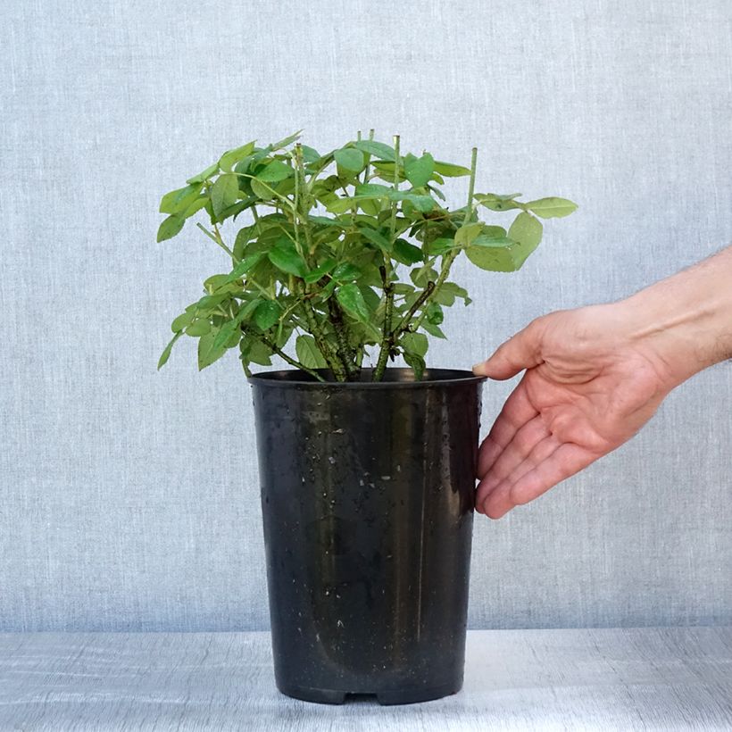 Esimerkki kesällä toimitetusta Gallianruusu Officinalis 4 litran/5 litran ruukku-taimesta