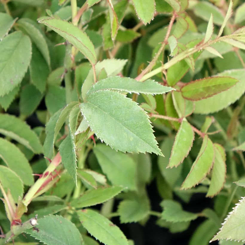 Gallianruusu - Rosa gallica (Lehvistö)