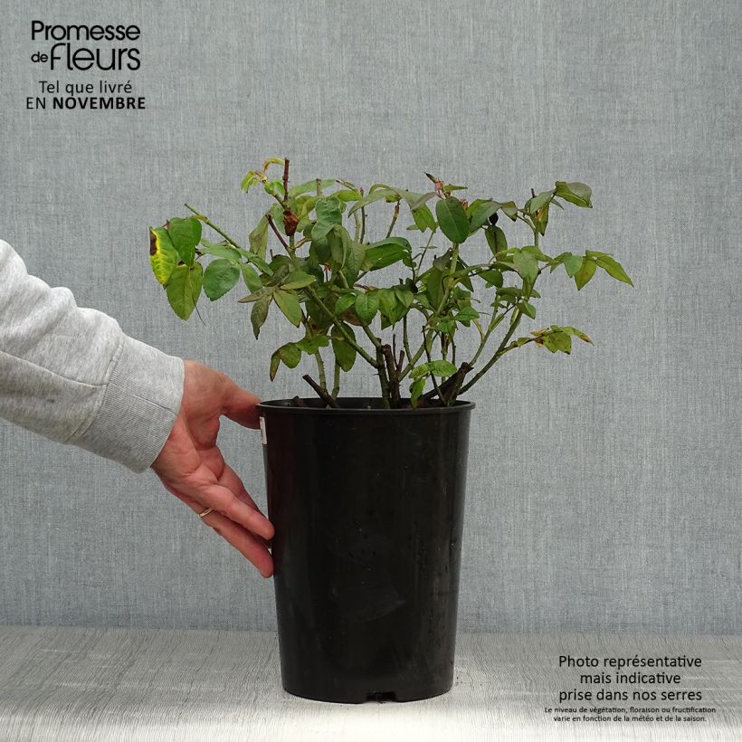 Esimerkki syksyllä toimitetusta Vanha ruusu Versicolor (Rosa mundi) 4 litran/5 litran ruukku-taimesta