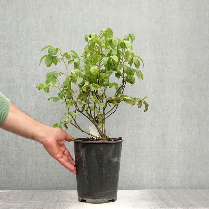 Esimerkki kesällä toimitetusta Rosier ancien gallica Versicolor Pot de 4L/5L-taimesta