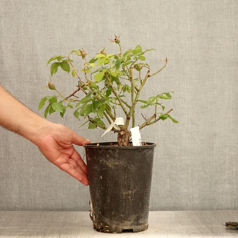 Esimerkki kesällä toimitetusta Rosier ancien Gros Provins Panaché BIO Pot de 4L/5L-taimesta