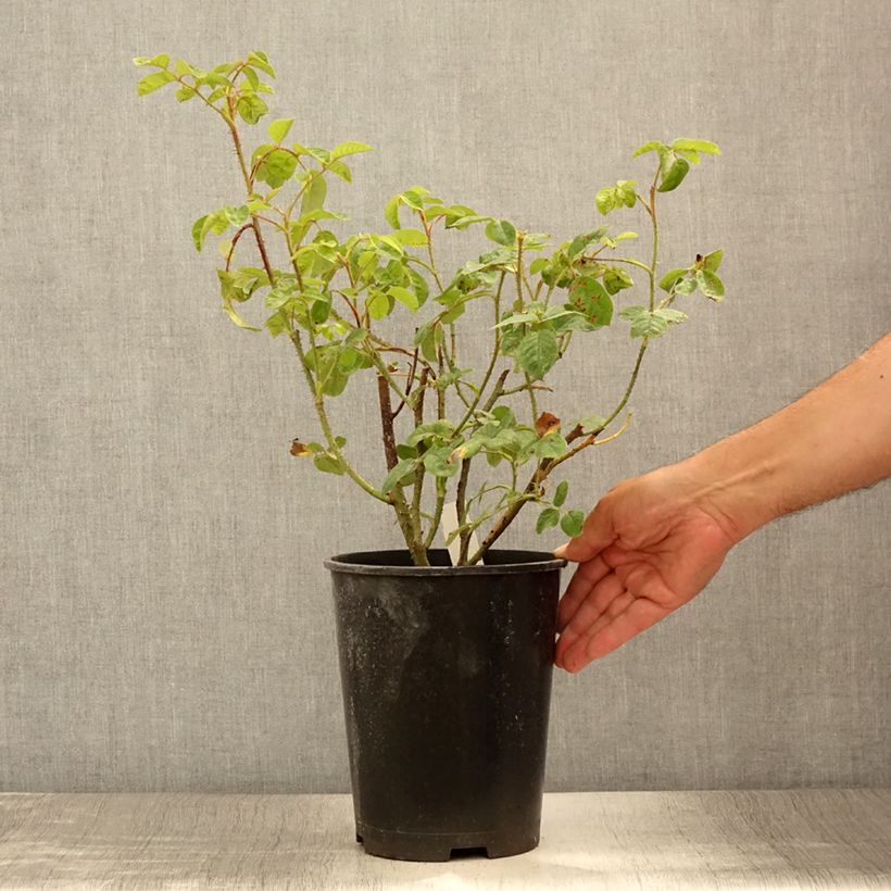 Esimerkki kesällä toimitetusta Rosier ancien Henri Martin (Red Moss) Pot de 4L/5L-taimesta
