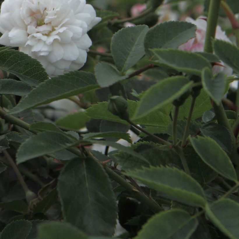 Vanha ruusu Little White Pet (Lehvistö)