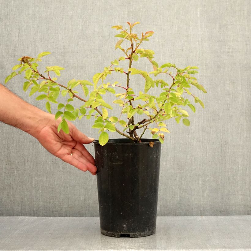 Esimerkki kesällä toimitetusta Vanha ruusu Marguerite Hilling 4 litran/5 litran ruukku-taimesta
