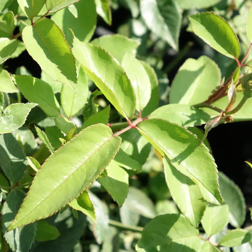 Vanha ruusu Old Blush (Pink China Parsons) (Lehvistö)