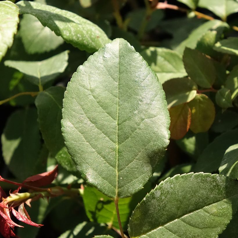 Vanha ruusu Perle d'or (Lehvistö)