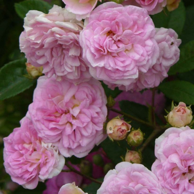 Vanha ruusu Pink Ghislaine de Féligonde (Kukinta)