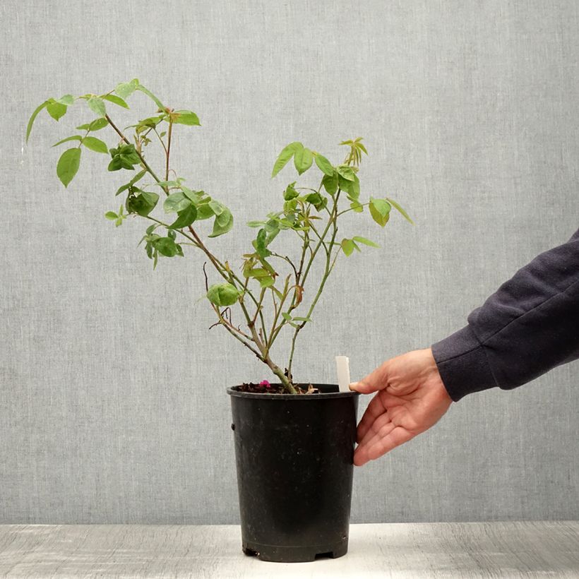 Esimerkki kesällä toimitetusta Vanha ruusu Reine des Violettes 4 litran/5 litran ruukku-taimesta