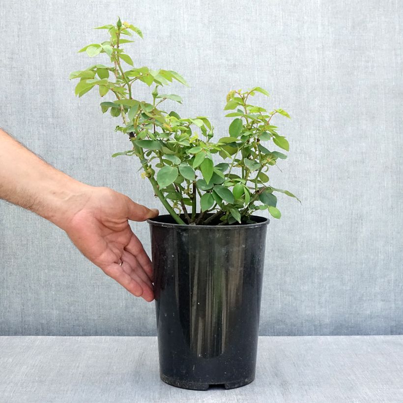 Esimerkki kesällä toimitetusta Vanha ruusu Souvenir de la malmaison Ruukku 4L / 5L-taimesta
