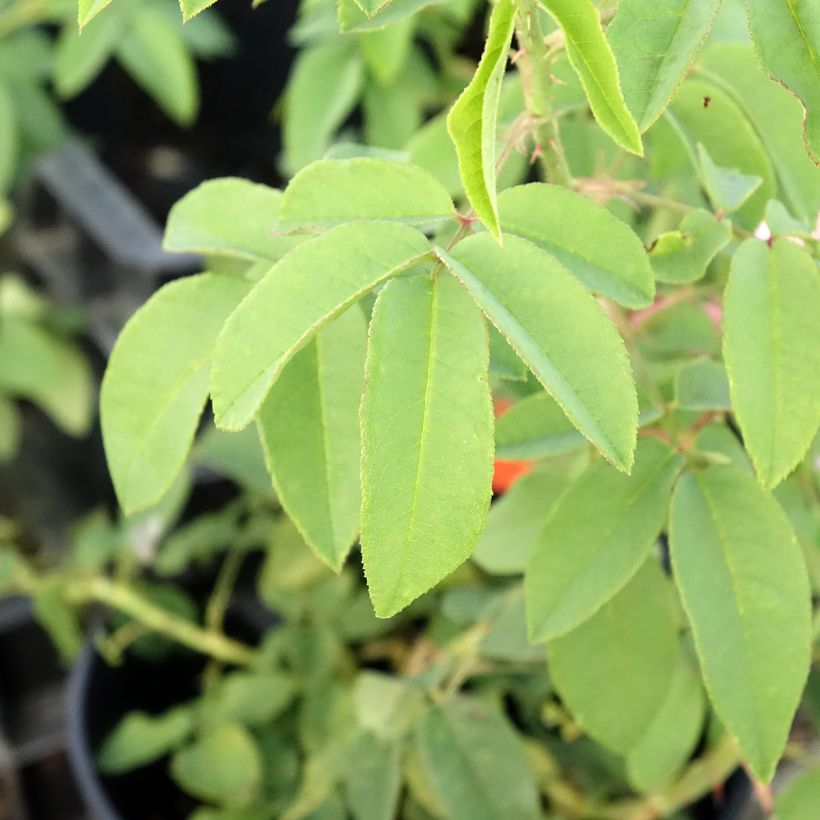 Vanha ruusu Variegata di Bologna (Lehvistö)