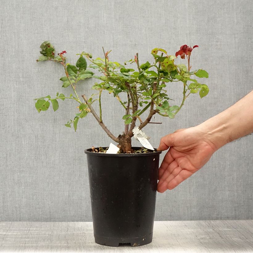Esimerkki keväällä toimitetusta Rosier anglais David Austin Gabriel Oak Pot de 4L/5L-taimesta