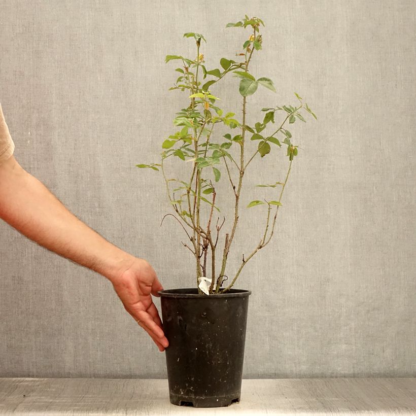 Esimerkki kesällä toimitetusta Rosier Anglais David Austin The Mayflower Pot de 4L/5L-taimesta