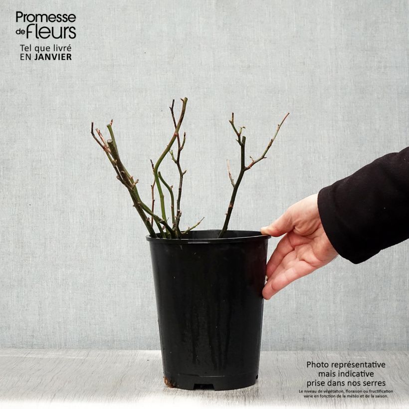 Esimerkki talvella toimitetusta Rosier anglais English Legend Hyde Park Pot de 4L/5L-taimesta