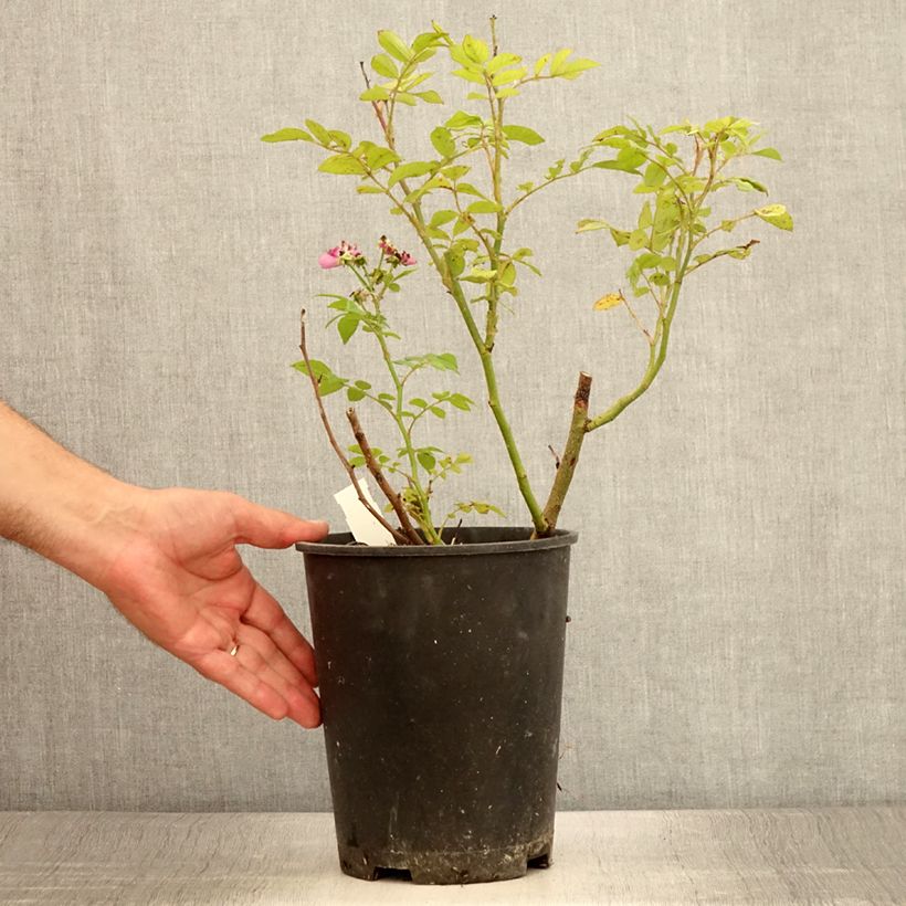 Esimerkki kesällä toimitetusta Pensasruusu Allevia 4 litran/5 litran ruukku-taimesta