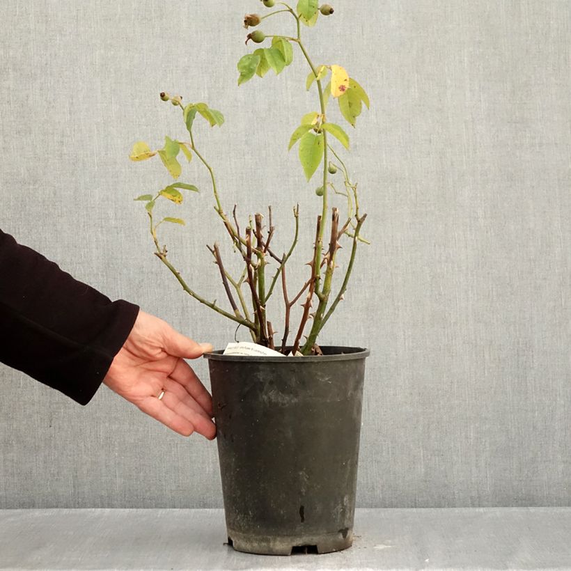 Esimerkki syksyllä toimitetusta Pensasruusu Apricot Bells 4 litran/5 litran ruukku-taimesta