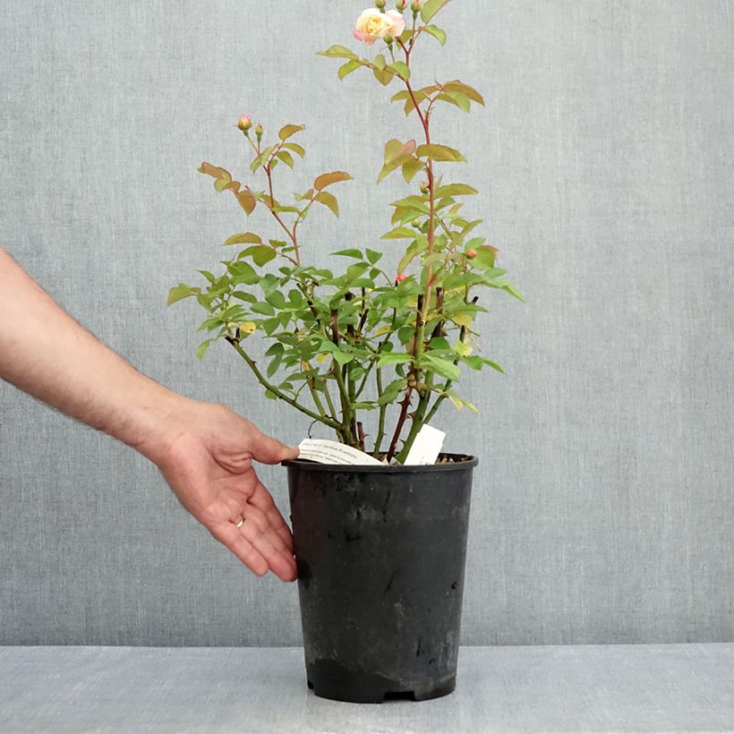 Esimerkki kesällä toimitetusta Pensasruusu Apricot Bells 4 litran/5 litran ruukku-taimesta