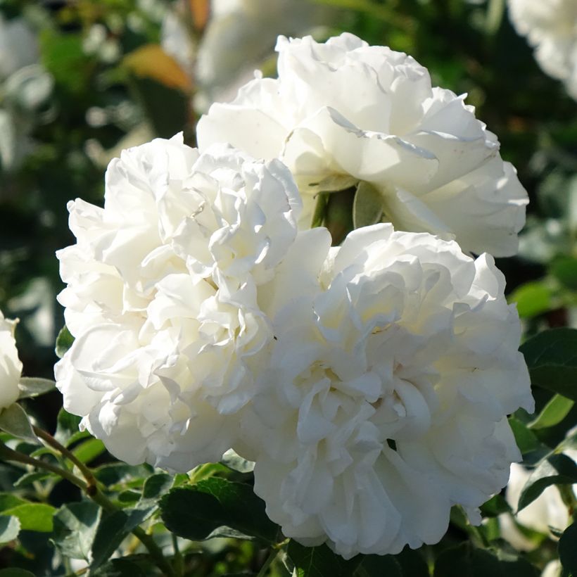Pensasruusu White MEILLANDECOR (Kukinta)