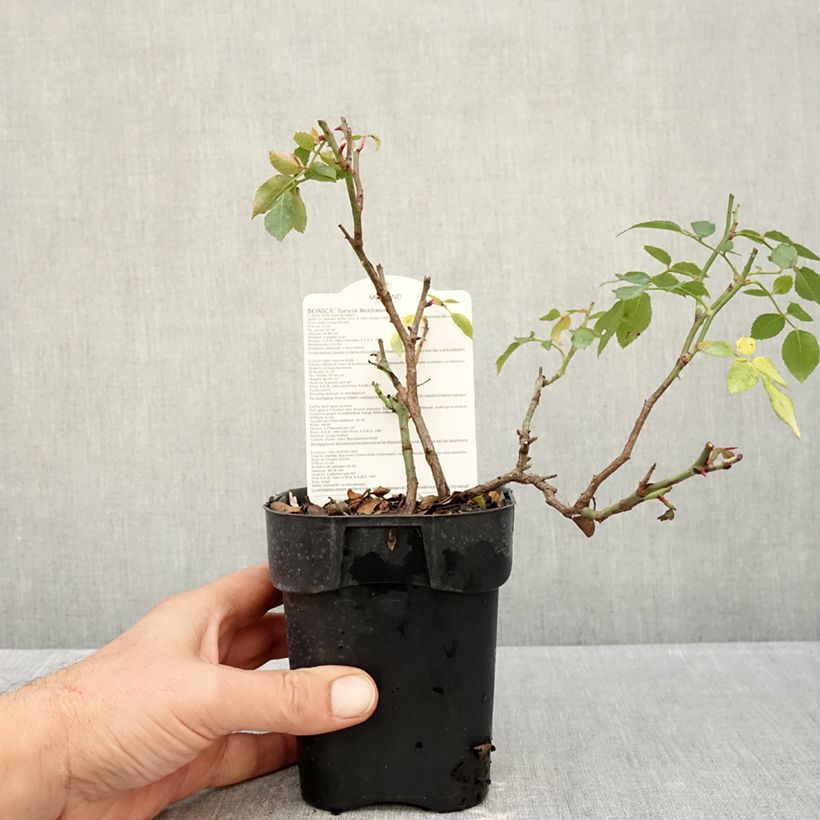 Esimerkki syksyllä toimitetusta Pensasruusu Bonica 10 cm/11 cm ruukku-taimesta