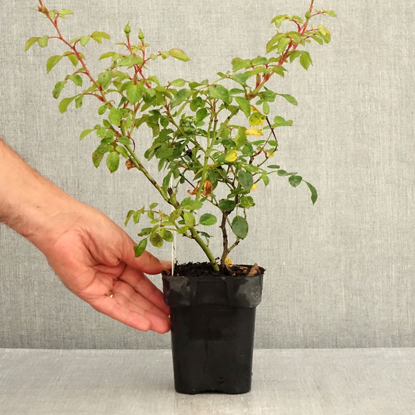 Esimerkki kesällä toimitetusta Pensasruusu Bonica 10 cm/11 cm ruukku-taimesta