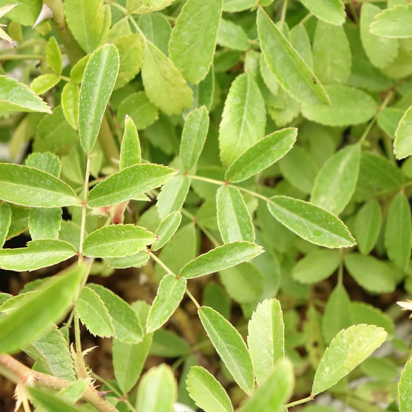Pensasruusu Diamant Rose LENdiro (Lehvistö)