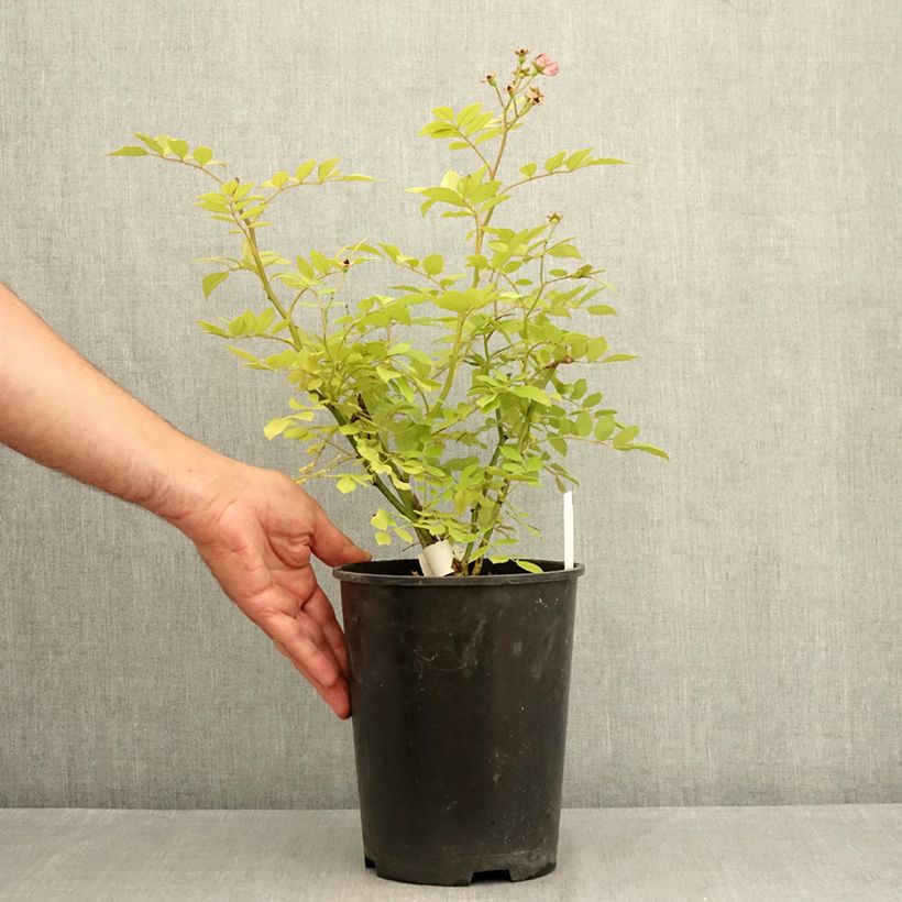 Esimerkki kesällä toimitetusta Pensasruusu Dinky VELheav 4 litran/5 litran ruukku-taimesta