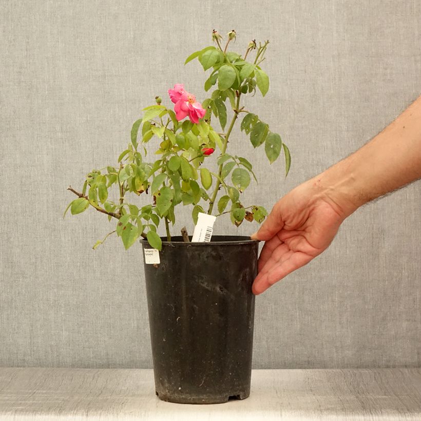 Esimerkki kesällä toimitetusta Pensasruusu Finn's Rose 4 litran/5 litran ruukku-taimesta