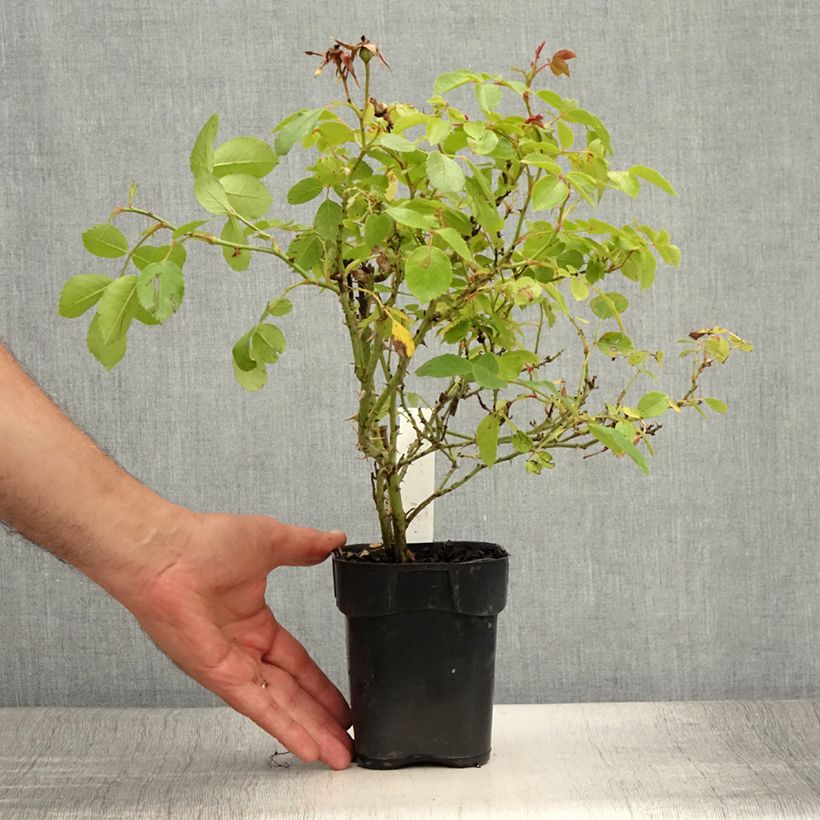 Esimerkki kesällä toimitetusta Pensasruusu Friendly Pink 10 cm/11 cm ruukku-taimesta