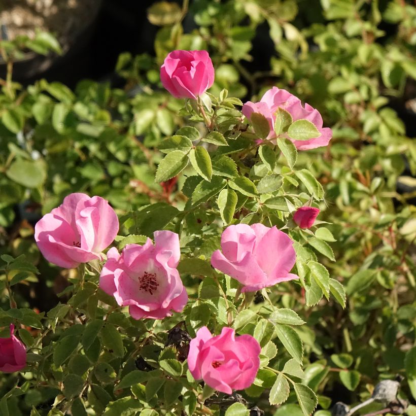 Pensasruusu Friendly Pink (Kukinta)