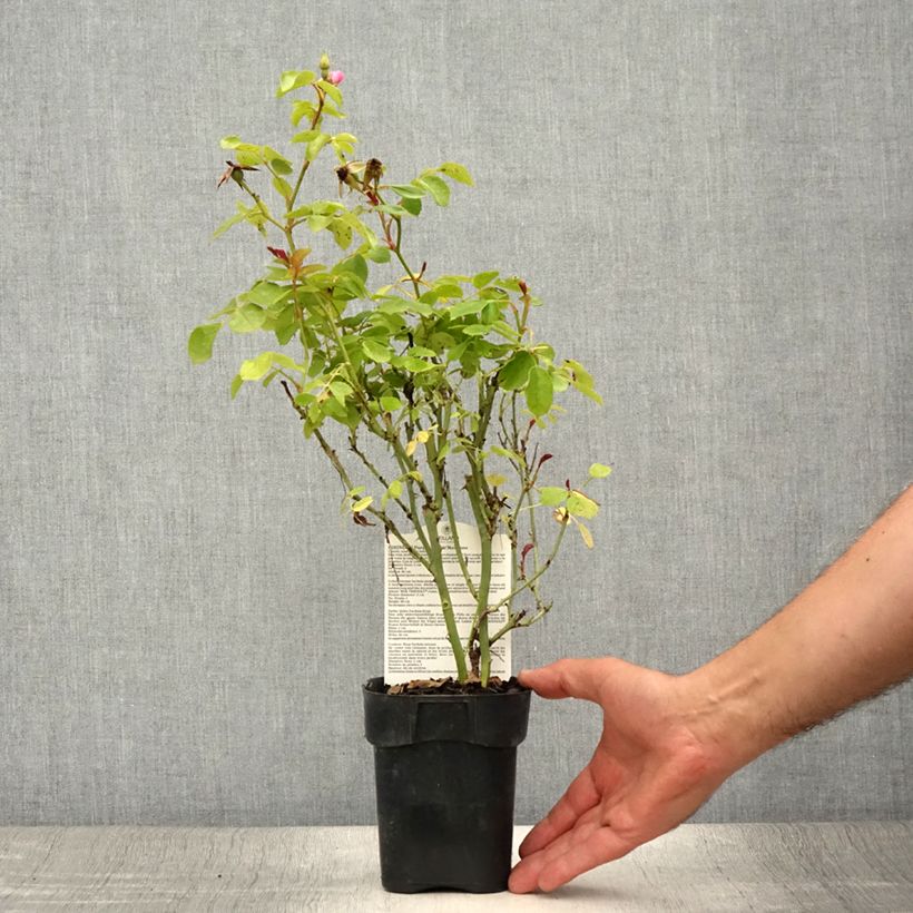 Esimerkki kesällä toimitetusta Pensasruusu Friendly Purple 10 cm/11 cm ruukku-taimesta
